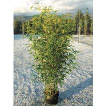 Bambou phyllostachys aureosulcata spectabilis 