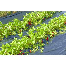 Film paillage fraise recyclé 1,4x10m