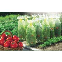 Housse de croissance tomate Tomatotube - NORTENE