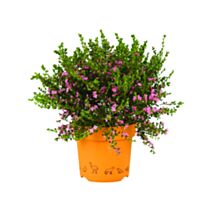 Boronia crenulata