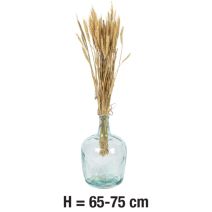 Orge Naturel H.65-75cm