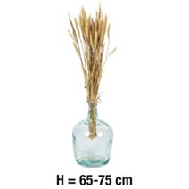 Orge Naturel H.65-75cm