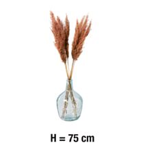 10 Pampa Teinte Rose H.75cm