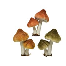 3 Champignons à Clip Nature 9cm