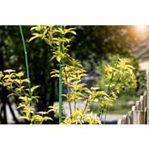 Tuteur bambou vert plst 90cm 0,8cm