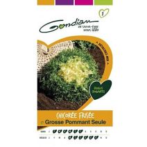 Graines Chicorée Frisée Grosse Pommant Seule - GONDIAN