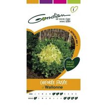 Graines Chicorée Frisée Wallonne - GONDIAN