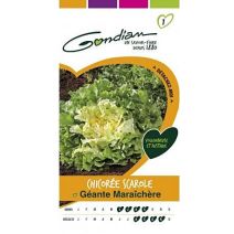 Graines Chicorée Scarole Géante Maraîchère - GONDIAN