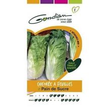 Graines Chicorée à Feuilles Pain de Sucre - GONDIAN