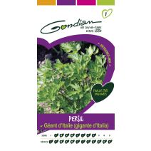 Graines Persil Géant d'Italie (Gigante d'Italia) - GONDIAN