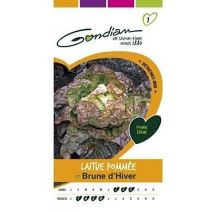 Graines Laitue Pommée Brune d'Hiver - GONDIAN
