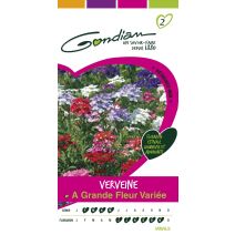 Graines Verveine à Grande Fleur Variée - GONDIAN