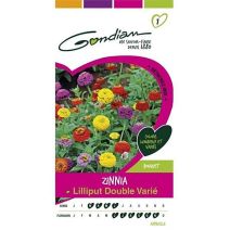 Graines Zinnia Lilliput Double Varié - GONDIAN