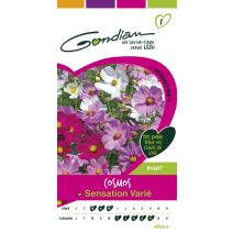 Graines Cosmos Sensation Varié - GONDIAN
