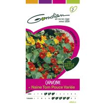 Graines Capucine Naine Tom Pouce Variée - GONDIAN