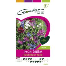 Graines Pois de Senteur Multifleur Varié - GONDIAN