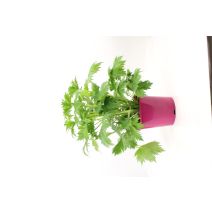 Pot Delphinium Hybride ∅19cm