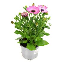 Pot Osteospermum ∅10,5cm