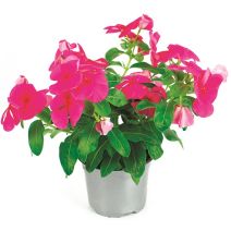 Pot Pervenche de Madagascar ∅10,5cm
