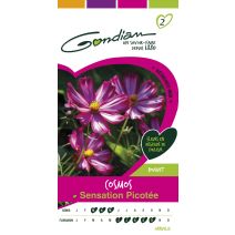 Graines Cosmos Sensation Picotee - GONDIAN
