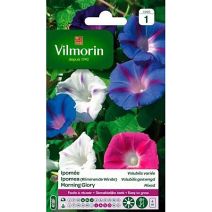 Graines Ipomée Volubilis Variée - VILMORIN