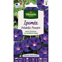 Graines Ipomée Volubilis Pourpre - VILMORIN