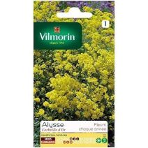 Graines Alysse Corbeille d'Or - VILMORIN