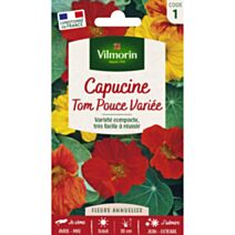Graines Capucine Tom Pouce en Mélange - VILMORIN