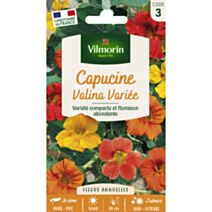 Graines Capucine Valina Variée - VILMORIN