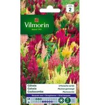 Graines Célosie à Panache Variée - VILMORIN