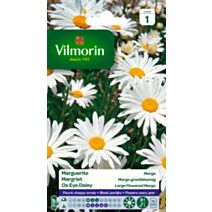 Graines Marguerite Margo - VILMORIN