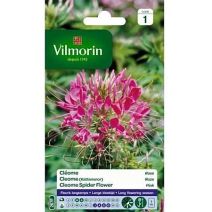Graines Cléome Rose - VILMORIN