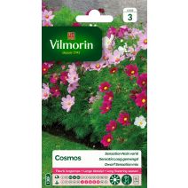 Graines Cosmos Sensation Nain Varié - VILMORIN
