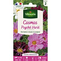 Cosmos psychée série 2 Vilmorin