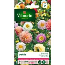 Graines Dahlia Unwin Varié - VILMORIN