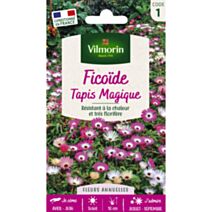 Graines Ficoïde Tapis Magique - VILMORIN