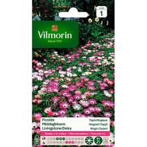 Graines Ficoïde Tapis Magique - VILMORIN