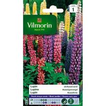 Graines Lupin de Russel Varié - VILMORIN