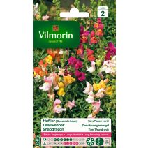 Graines Muflier Tom Pouce Varié - VILMORIN