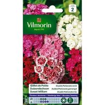 Graines Œillet de Poète Double Pationata Varié - VILMORIN