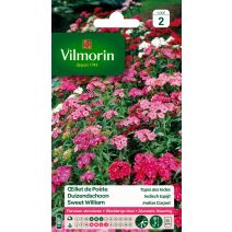 Graines Œillet de Poète Tapis des Indes - VILMORIN