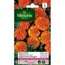 Graines Œillet d'Inde Globe Orange - VILMORIN