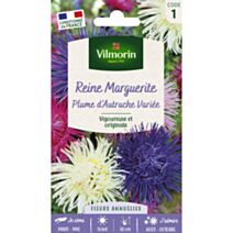 Graines Reine Marguerite Plume D’Autruche Variée - VILMORIN