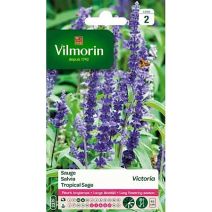 Graines Sauge Victoria - VILMORIN