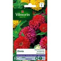 Graines Zinnia Fleur Monstrueuse - VILMORIN
