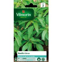 Basilic citron série 2 - VILMORIN