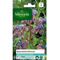 Graines Bourrache Officinale - VILMORIN