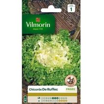 Graines Chicorée Frisée de Ruffec - VILMORIN