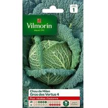 Graines Chou de Milan Gros des Vertus - VILMORIN