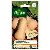 Courge musquée Waltham Butternut série 2 - VILMORIN